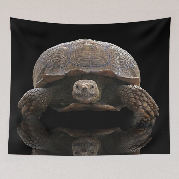 Item preview, Sulcata Tortoise with Reflection designed and sold by misimichu.