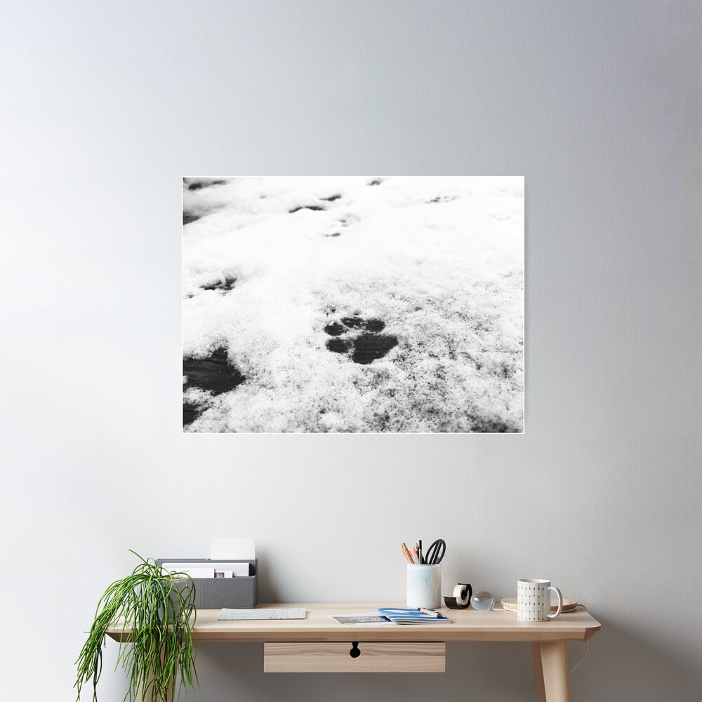 Dog Paw Print - Black And White Poster
