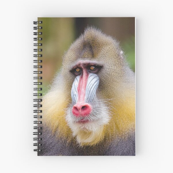 Item preview, Mandrill 013 designed and sold by JAMFoto.