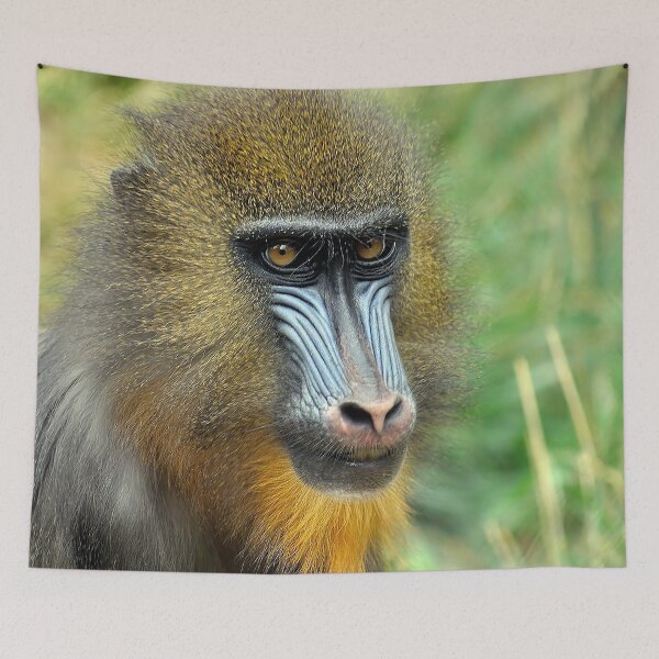 Item preview, Mandrill 002 designed and sold by JAMFoto.