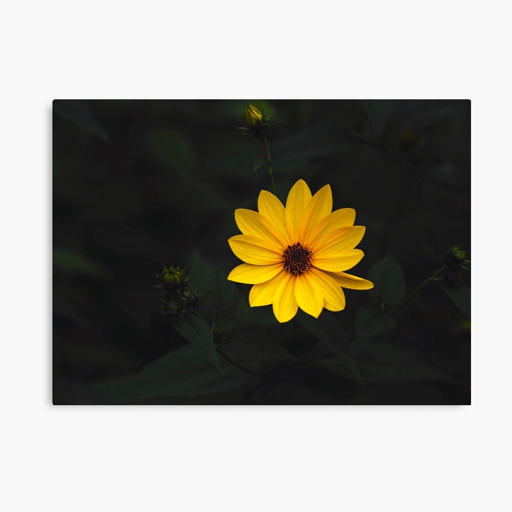 Ethio Meskel Flower Adey Abeba Art Board Print By Tensubee Redbubble