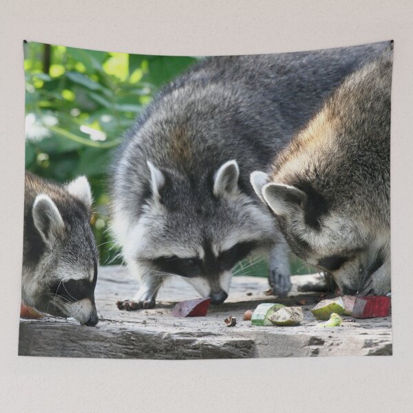 Item preview, Raccoon 002 designed and sold by JAMFoto.