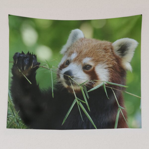 Item preview, Red Panda 002 designed and sold by JAMFoto.