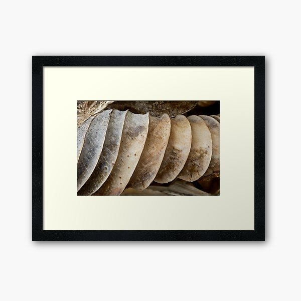 Rolled Framed Art Print