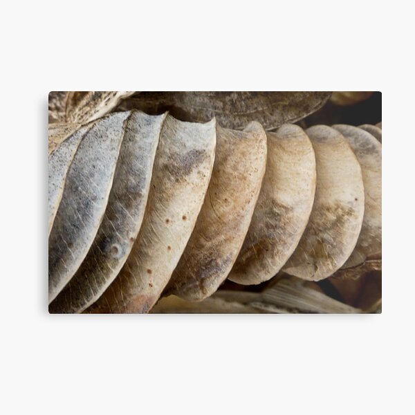 Rolled Metal Print