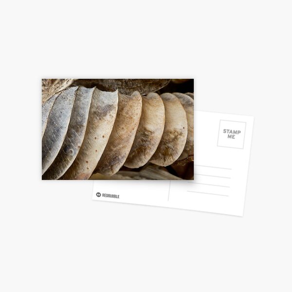Rolled Postcard