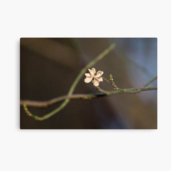 Spent Spindle Metal Print