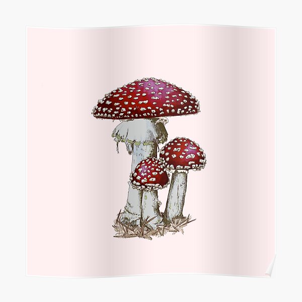 Pilz (Amanita muscaria) Poster