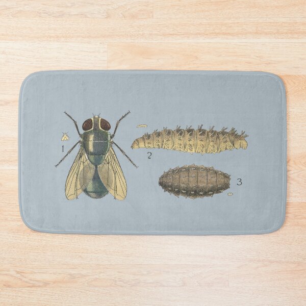 Item preview, Sheep Wool Blowflies, Hairy maggot fly (Chrysomya rufifacies) designed and sold by BiosecurityColl.