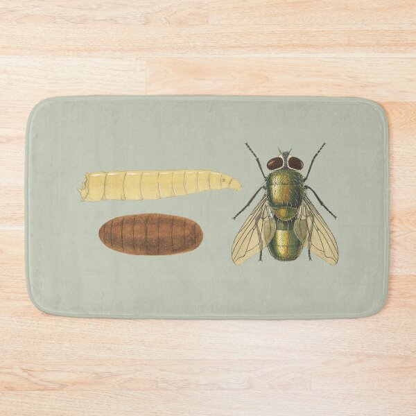 Item preview, Sheep Wool Blowflies, Green blowfly (Lucila sericata) designed and sold by BiosecurityColl.