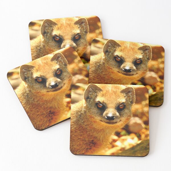 Item preview, Mongoose Stare  designed and sold by Barnbk02.