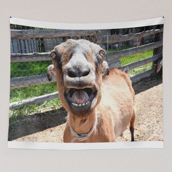 Item preview, smiling goat, yelling goat, funny goat designed and sold by Stephanie  Skeem.