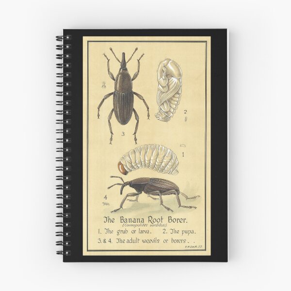 Item preview, Banana Root Borer designed and sold by BiosecurityColl.