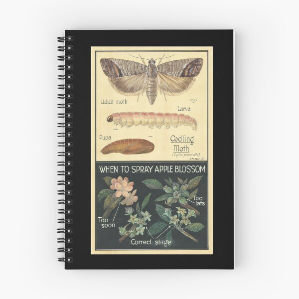 Item preview, Codling Moth Poster designed and sold by BiosecurityColl.