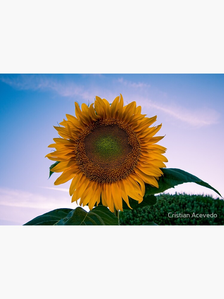 Lámina rígida «Girasol de mamut en plena floración» de CrsAcvd | Redbubble