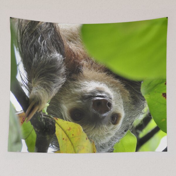 Item preview, Sloth 002 designed and sold by JAMFoto.