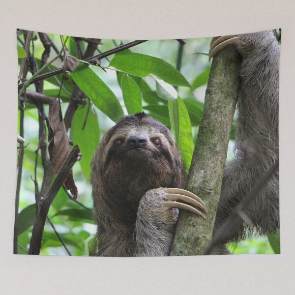 Item preview, Sloth 001 designed and sold by JAMFoto.