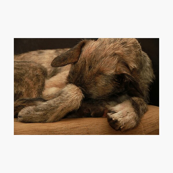Italian Spinone 8 x 10 Free Standing LIFE IS BETTER Picture 10x8 Dog Print Gift