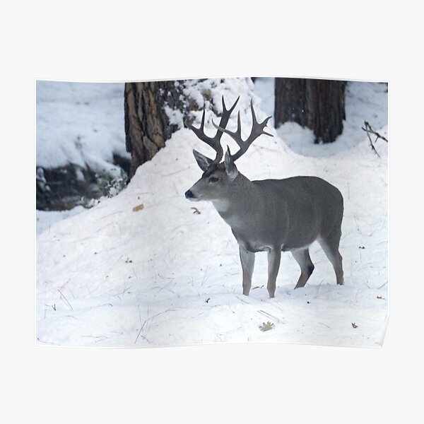 Yosemite buck Poster