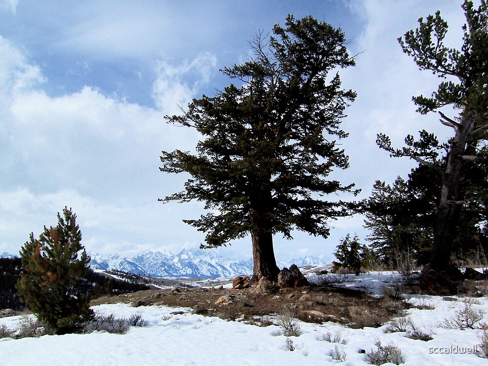 ""The Wedding Tree" Jackson Hole, Wyoming" by sccaldwell Redbubble