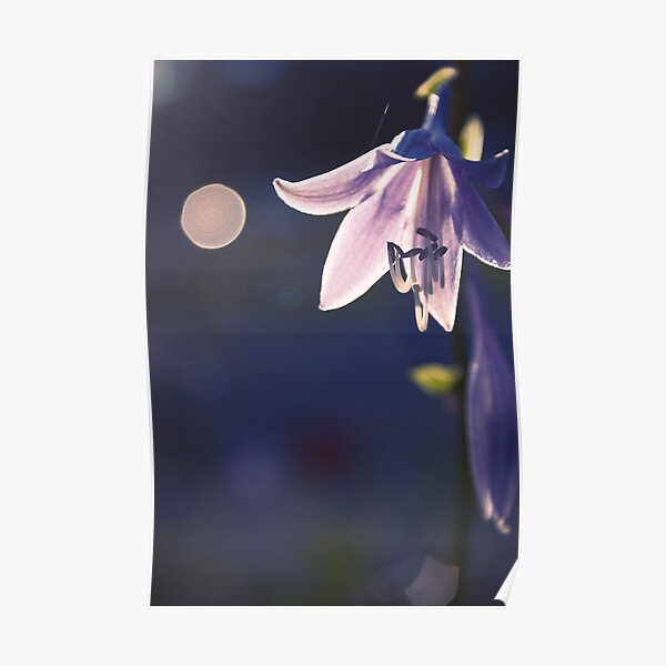 hippeastrum - - let there be light Poster