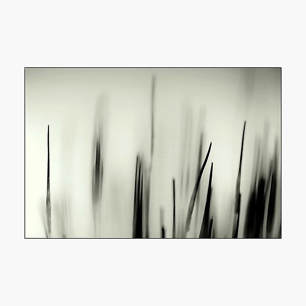 Abstract Moss Photographic Print