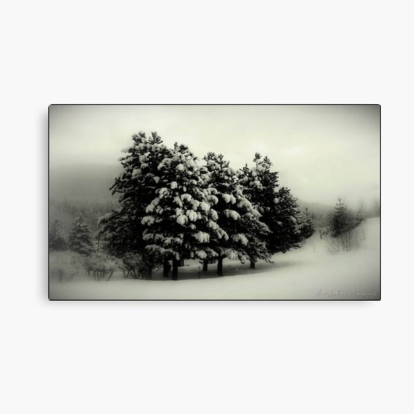 Peace on Earth Canvas Print