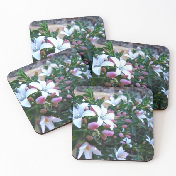 Item preview, Australian Native, Philotheca 'Star Struck'.  Our Garden,  Adelaide Hills. designed and sold by RitaBlom.