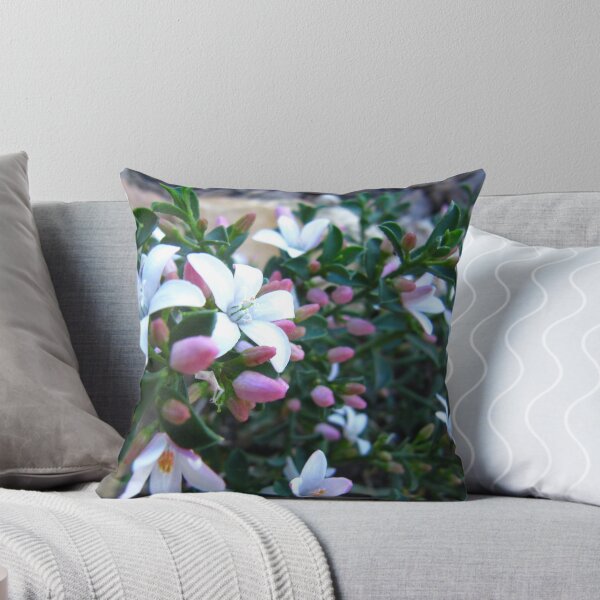 Item preview, Australian Native, Philotheca 'Star Struck'.  Our Garden,  Adelaide Hills. designed and sold by RitaBlom.