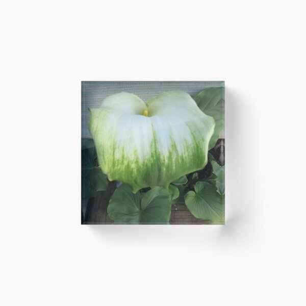 Item preview, Green Lipped Lily! A surprise in the Shade House. designed and sold by RitaBlom.