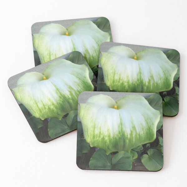 Item preview, Green Lipped Lily! A surprise in the Shade House. designed and sold by RitaBlom.