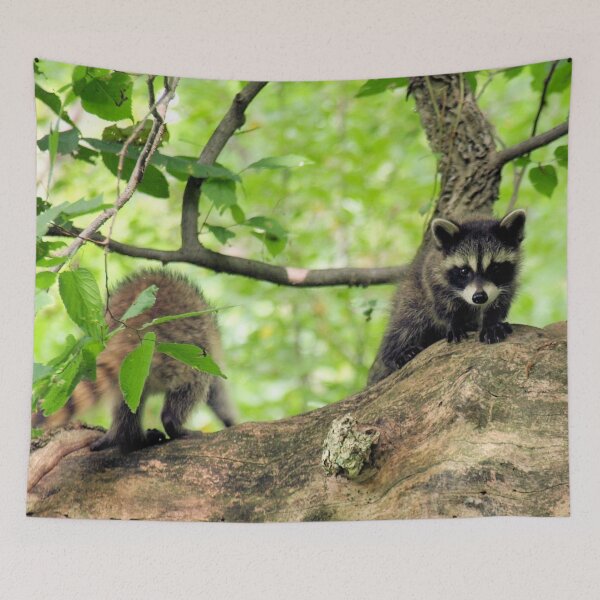 Item preview, Racoons designed and sold by Barry W  King.