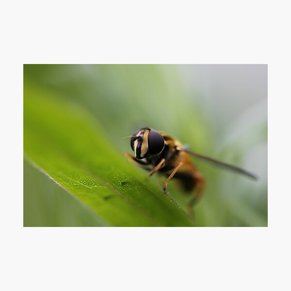 Hoverfly Photographic Print