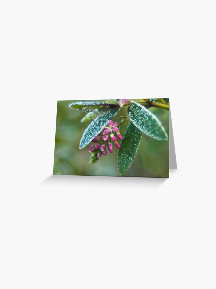 Thumbnail 1 of 2, Greeting Card, Dressed in ice crystals designed and sold by steppeland.