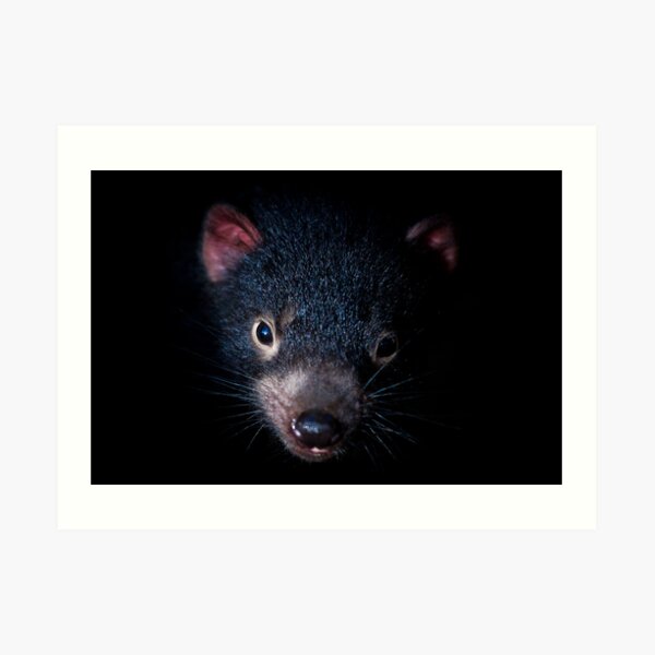 Tasmanian Devil, Port Arthur, Tasmania Art Print