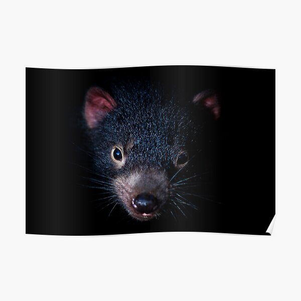 Tasmanian Devil, Port Arthur, Tasmania Poster