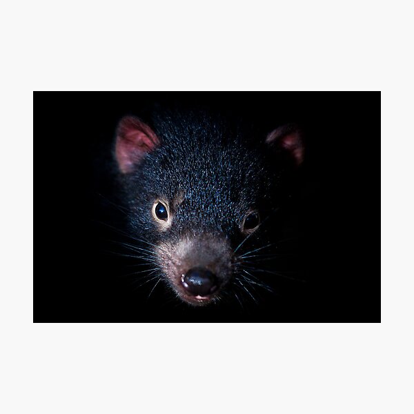Tasmanian Devil, Port Arthur, Tasmania Photographic Print