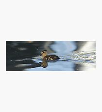 The Adventurer Photographic Print