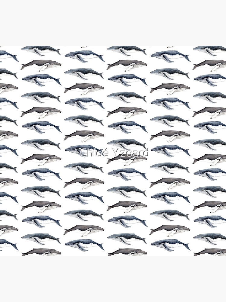 Humpback whales (Megaptera novaeangliae) by CHLOEYZOARD