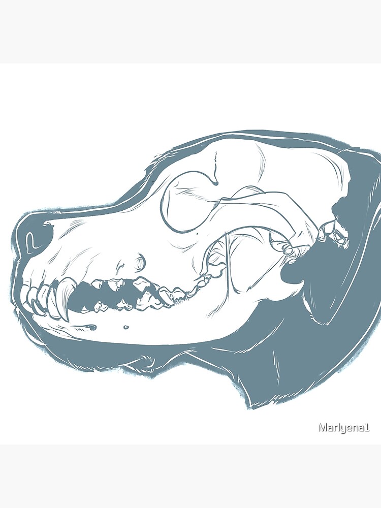 great dane skull