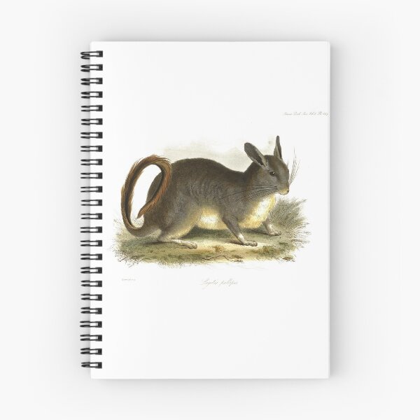 Item preview, Lagotis palliates - Chinchilla - Etching 1835 designed and sold by simpson92.