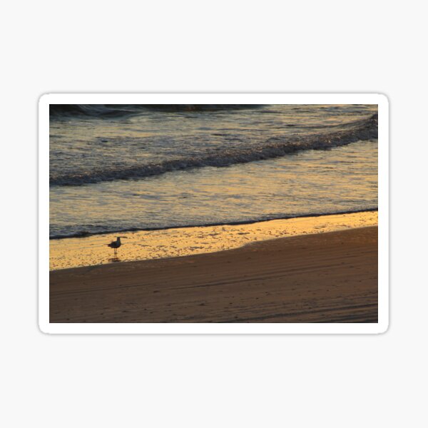Lone Ring-Billed Gull at Sunrise Sticker