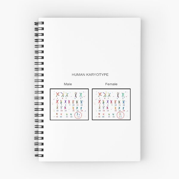 Item preview, Human karyotype, Male and Female chromosome designed and sold by Rosaliartbook.