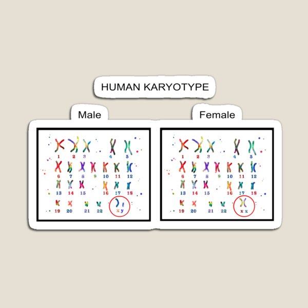 Item preview, Human karyotype, Male and Female chromosome designed and sold by Rosaliartbook.