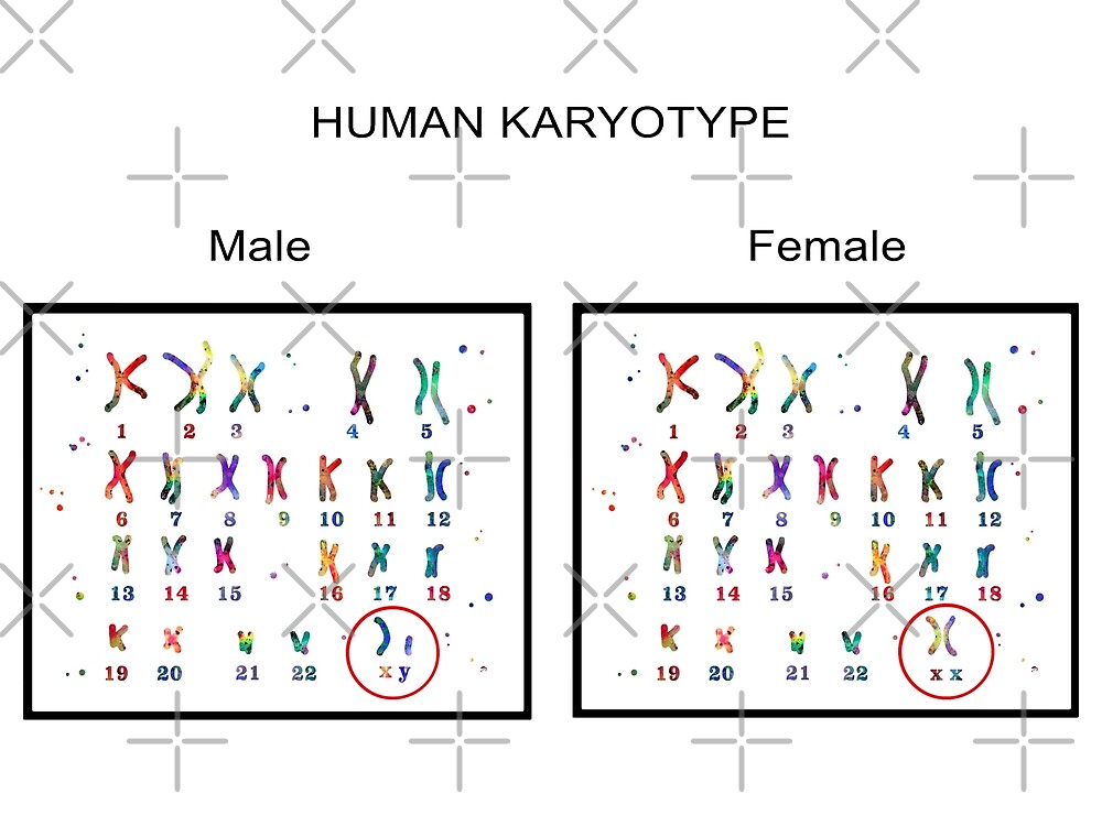 "Human karyotype, Male and Female chromosome" by Rosaliartbook Redbubble