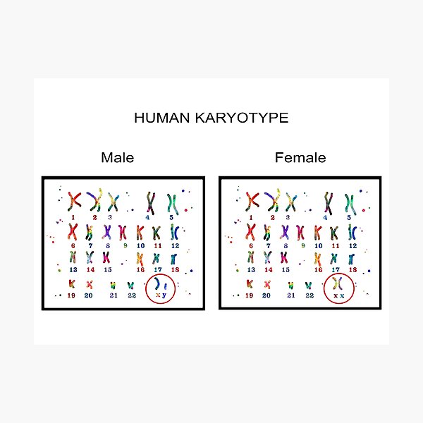 Item preview, Human karyotype, Male and Female chromosome designed and sold by Rosaliartbook.