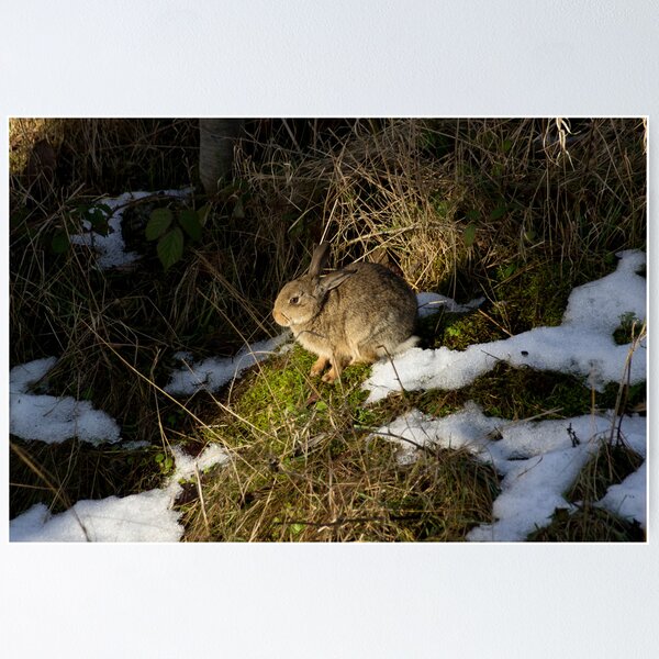 Item preview, rabbit in the snow designed and sold by davejw.