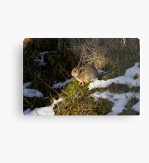 rabbit in the snow Metal Print