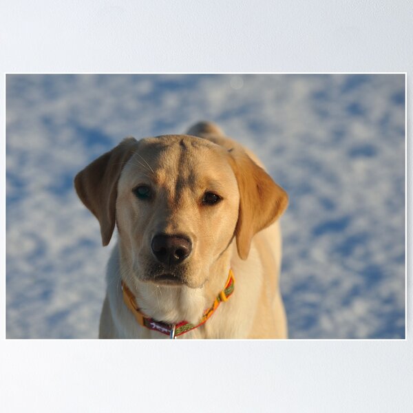 Item preview, Fudge in the Snow designed and sold by Mairead1.