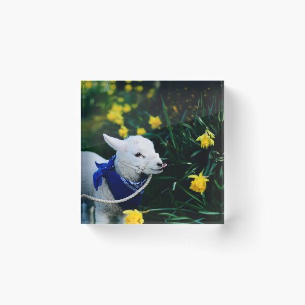 Item preview, Stubby and the Daffodils designed and sold by thegreendogs.